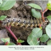 polygonia egea larva5 rutul